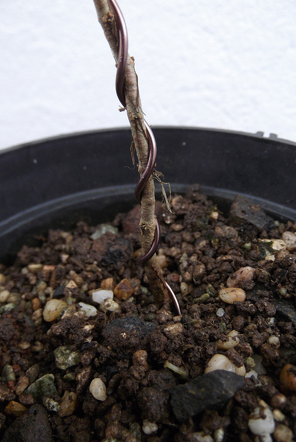 bonsai from seed